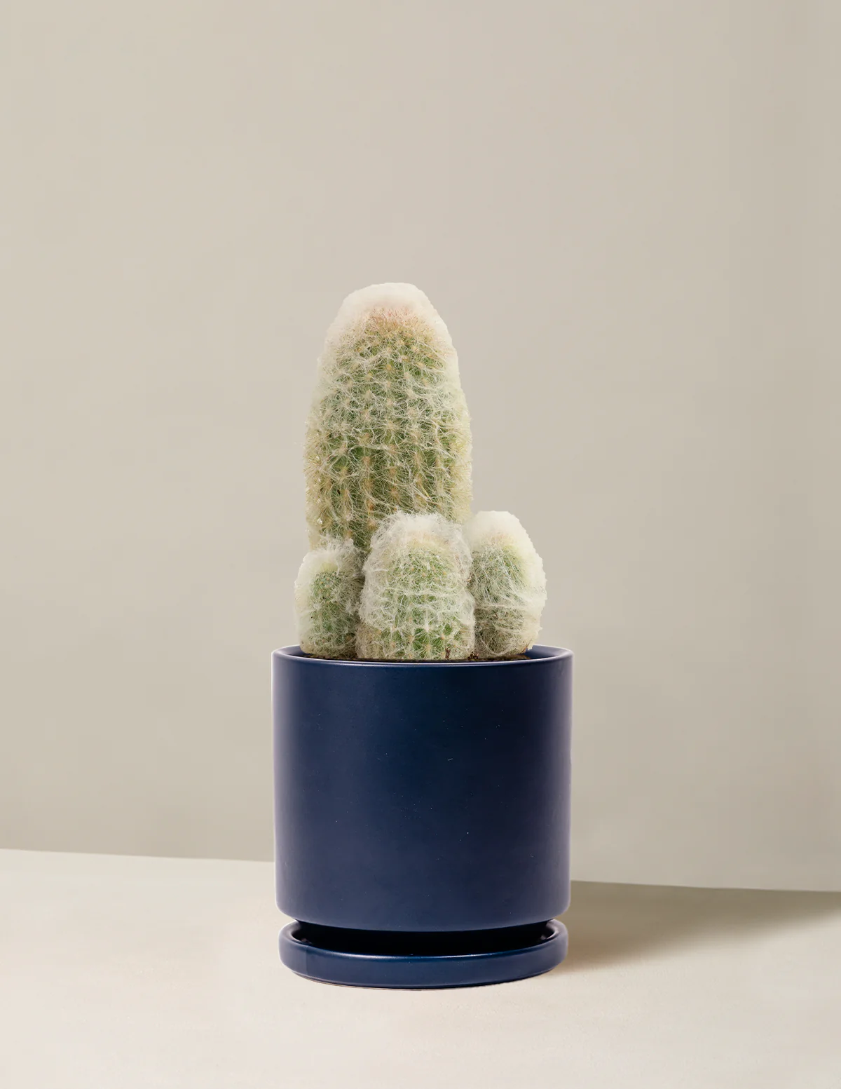Old Man Cactus - Image 14
