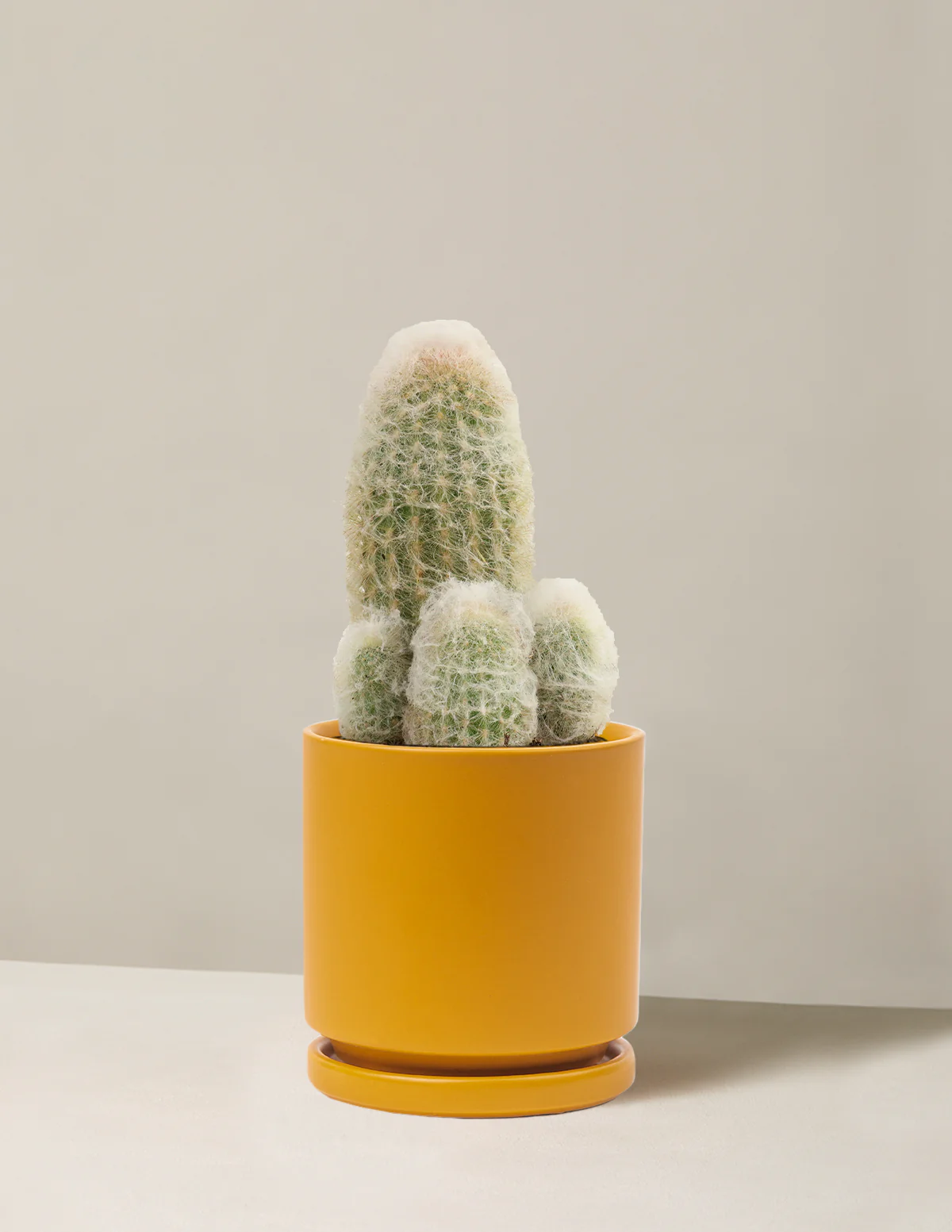Old Man Cactus - Image 15