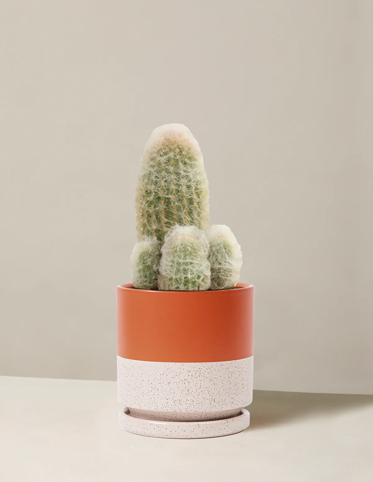 Old Man Cactus - Image 16