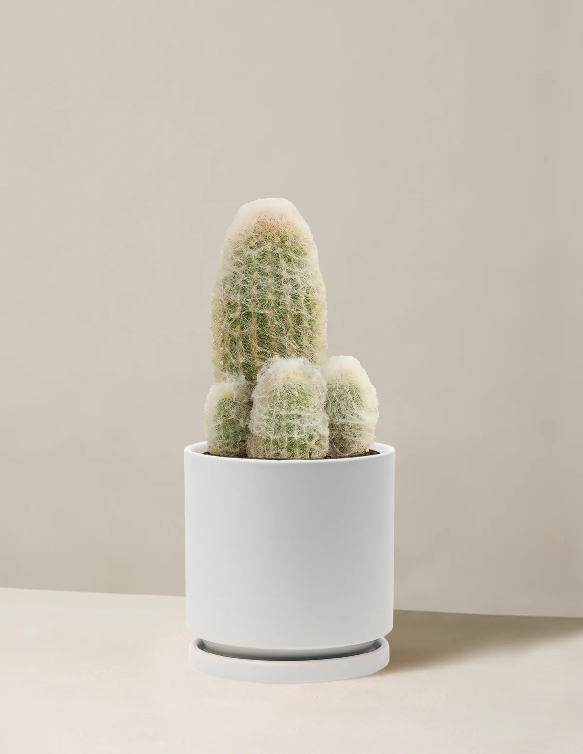 Old Man Cactus - Image 17