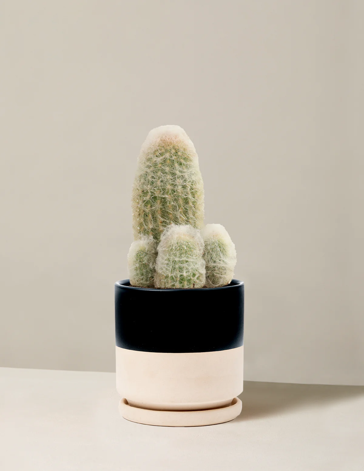 Old Man Cactus - Image 18