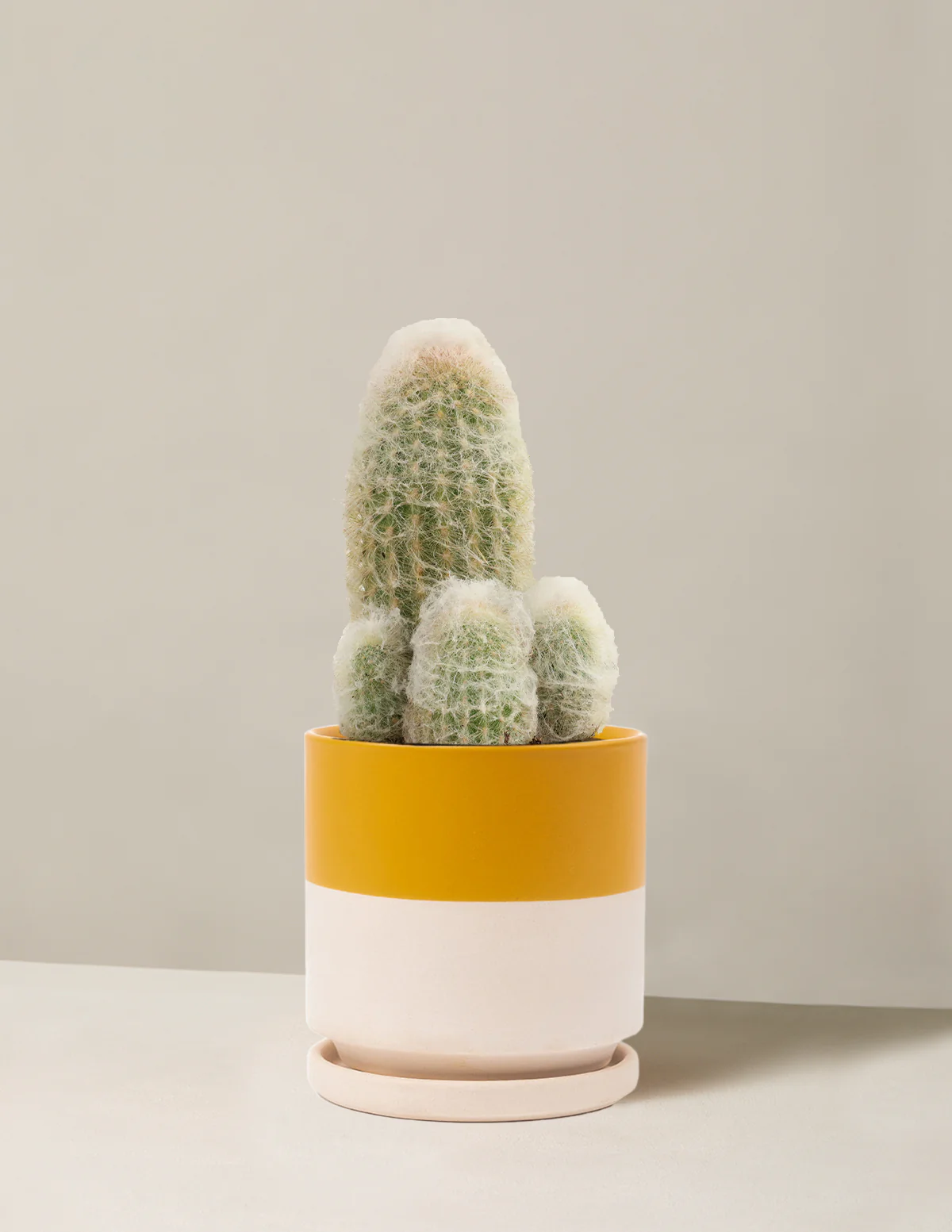Old Man Cactus - Image 19