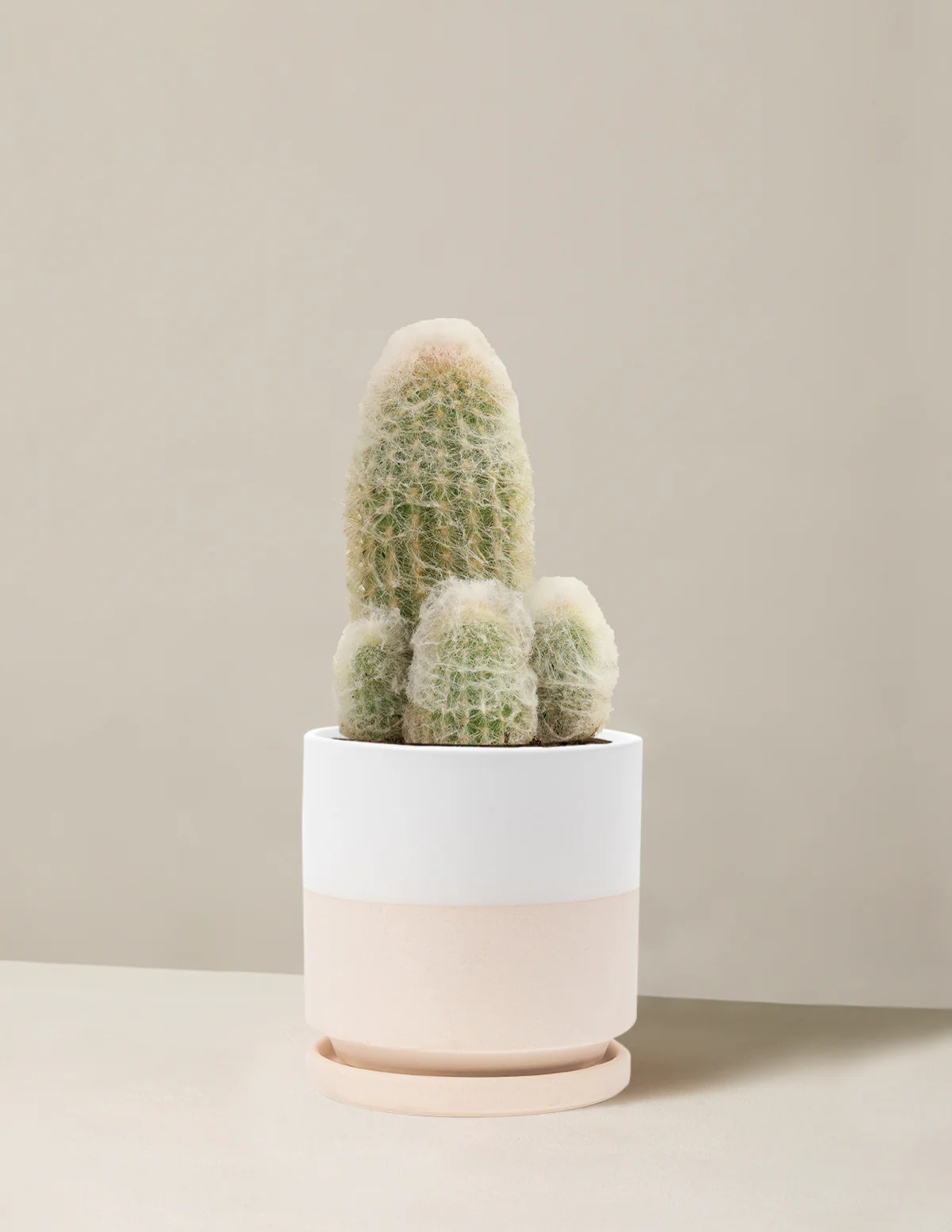 Old Man Cactus - Image 20