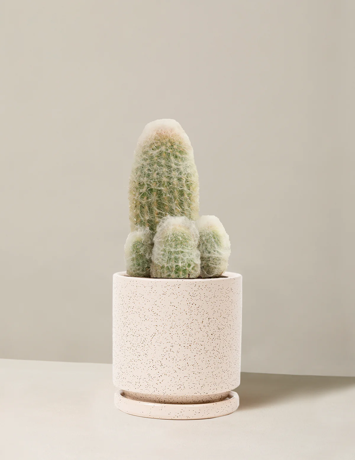 Old Man Cactus - Image 21