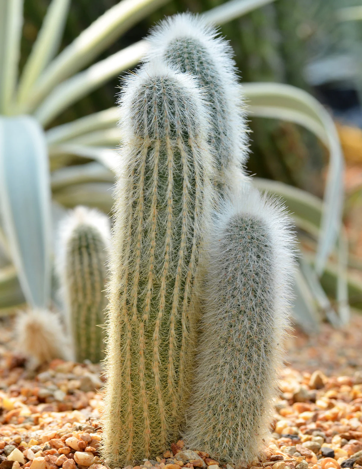 Old Man Cactus - Image 3