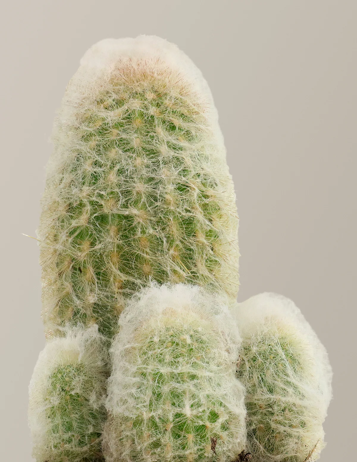 Old Man Cactus - Image 4