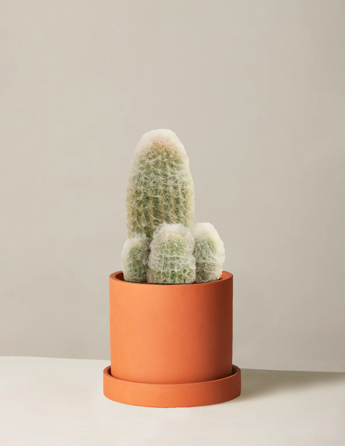 Old Man Cactus - Image 5
