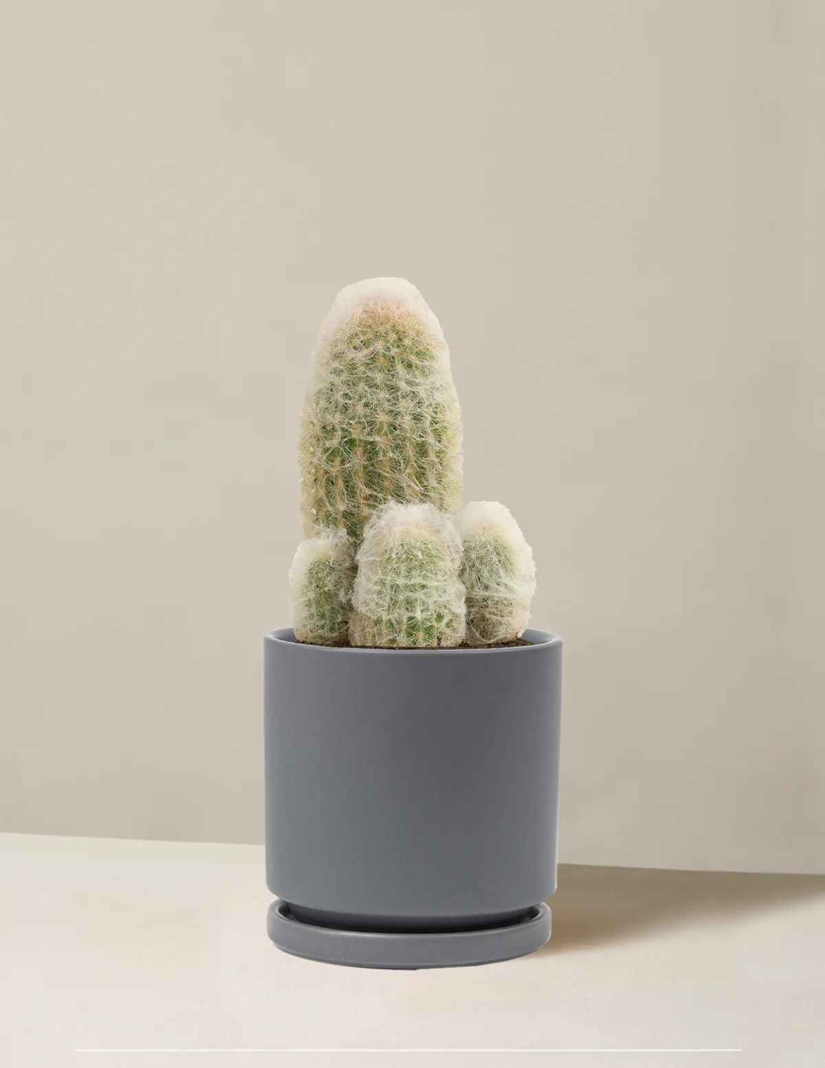 Old Man Cactus - Image 6