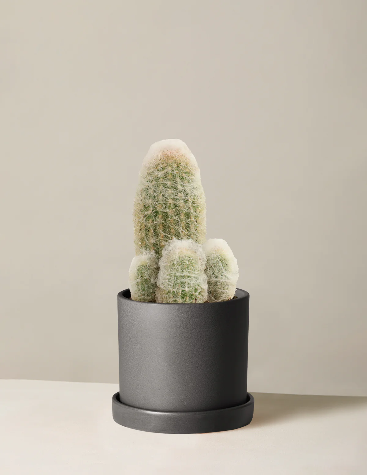 Old Man Cactus - Image 7