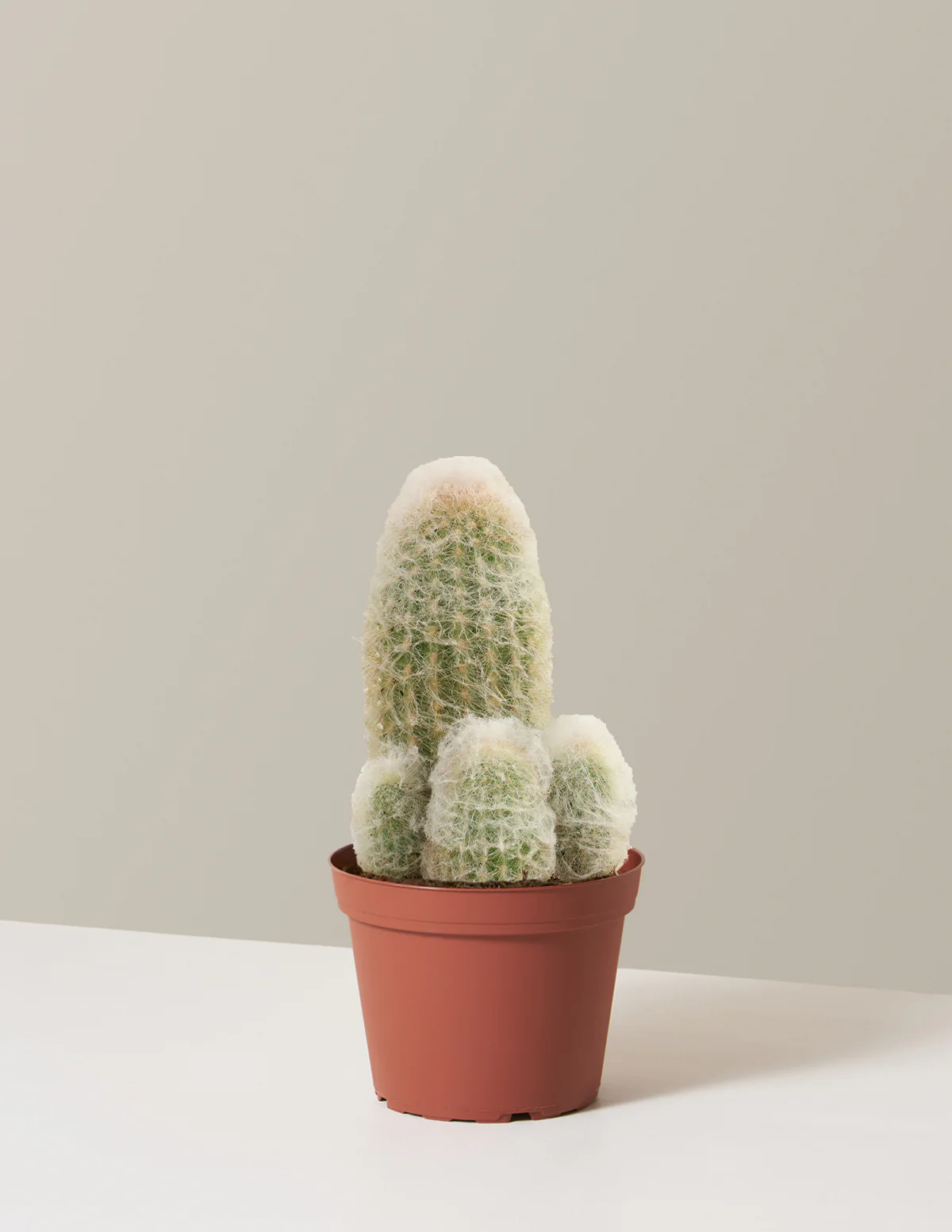 Old Man Cactus - Image 8