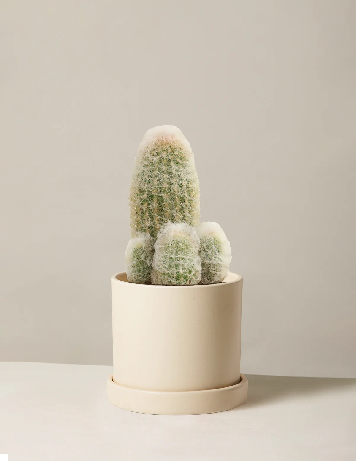 Old Man Cactus - Image 9