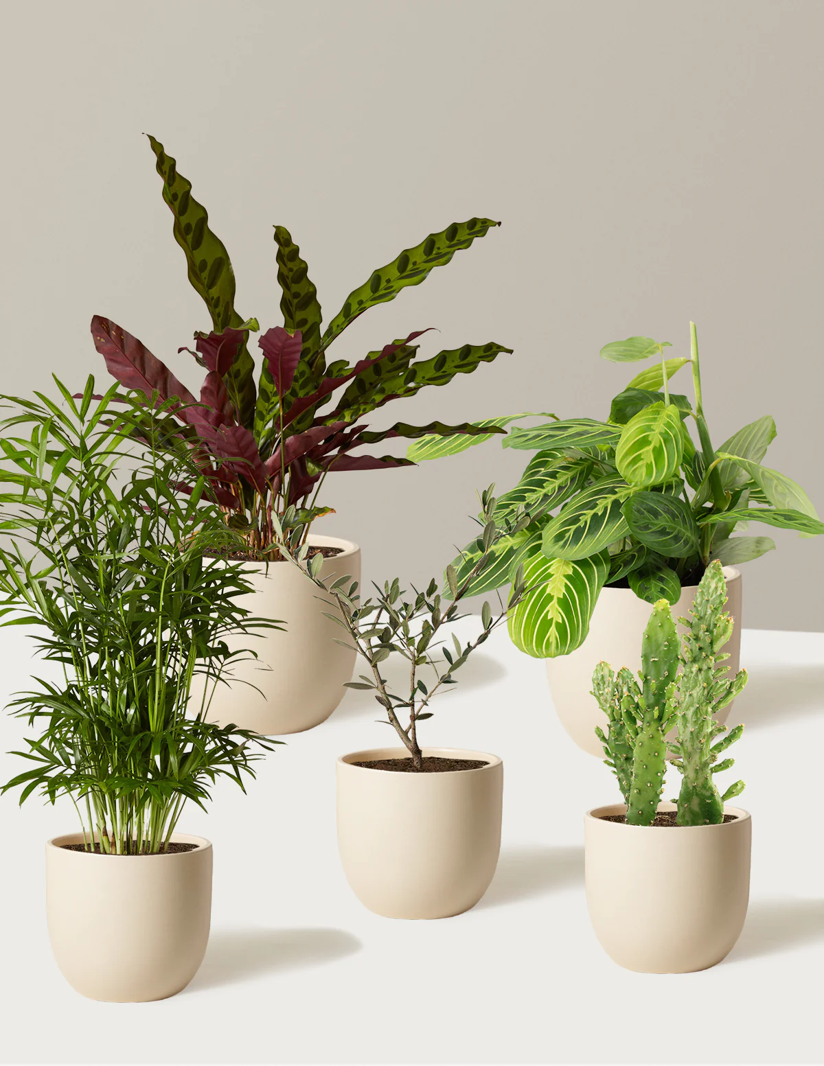 Pet-Friendly Plant Parent Set - Image 9
