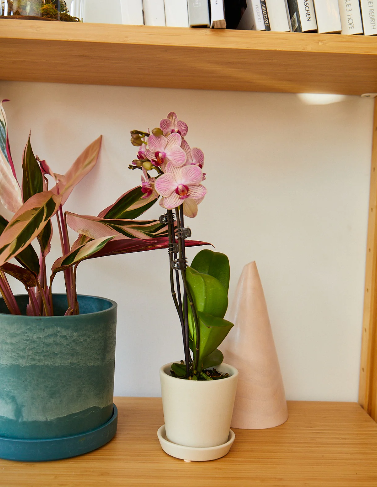 Petite Pink Orchid - Image 5