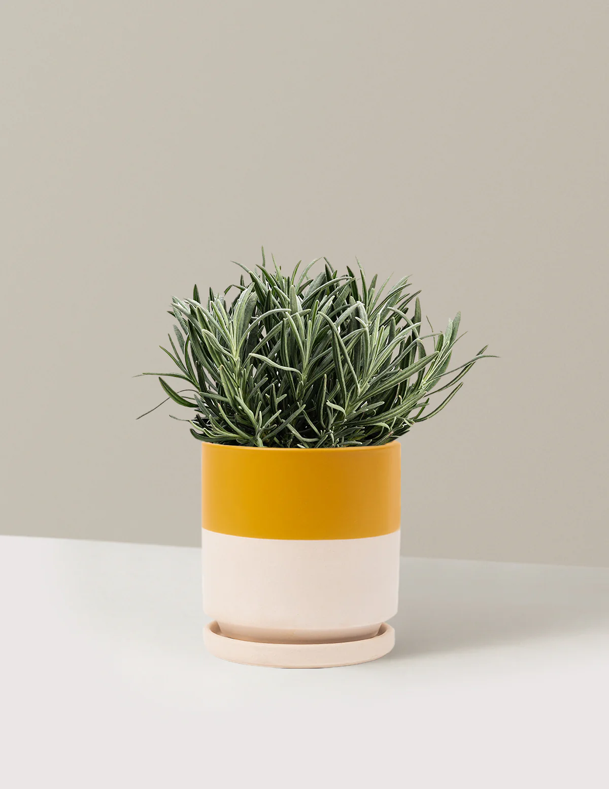 Phenomenal™ Lavender Plant - Image 6