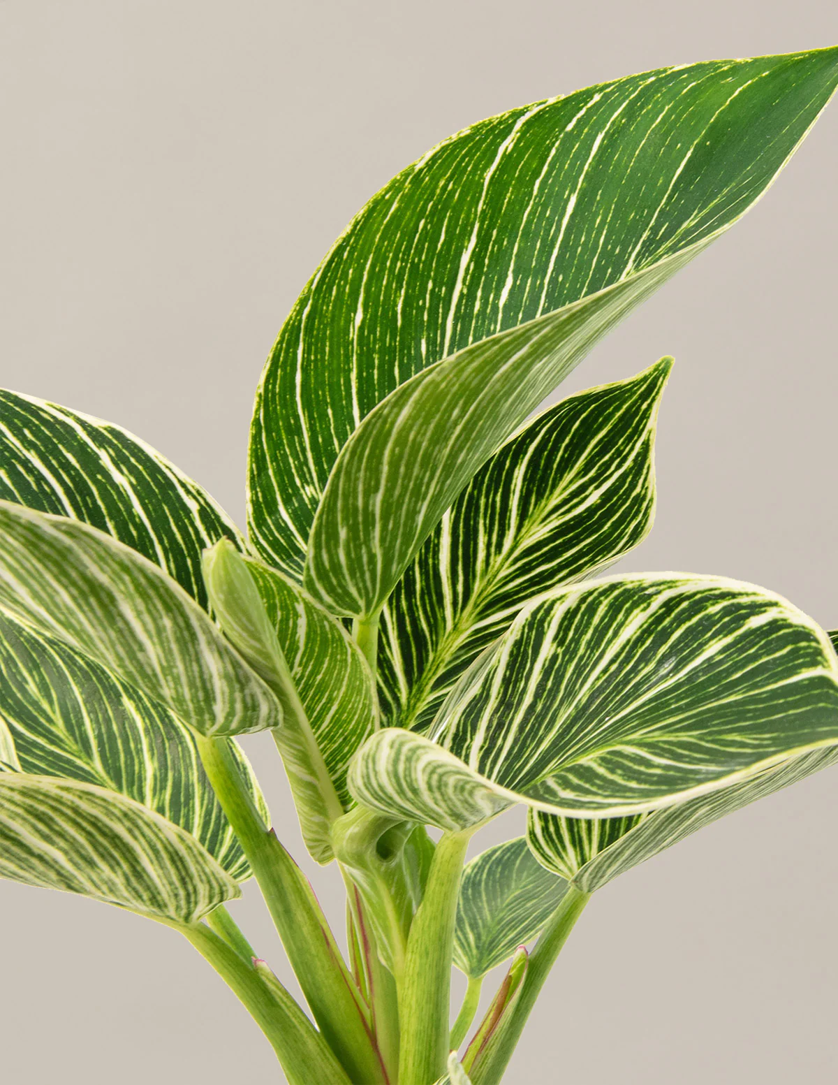 Philodendron Birkin - Image 5