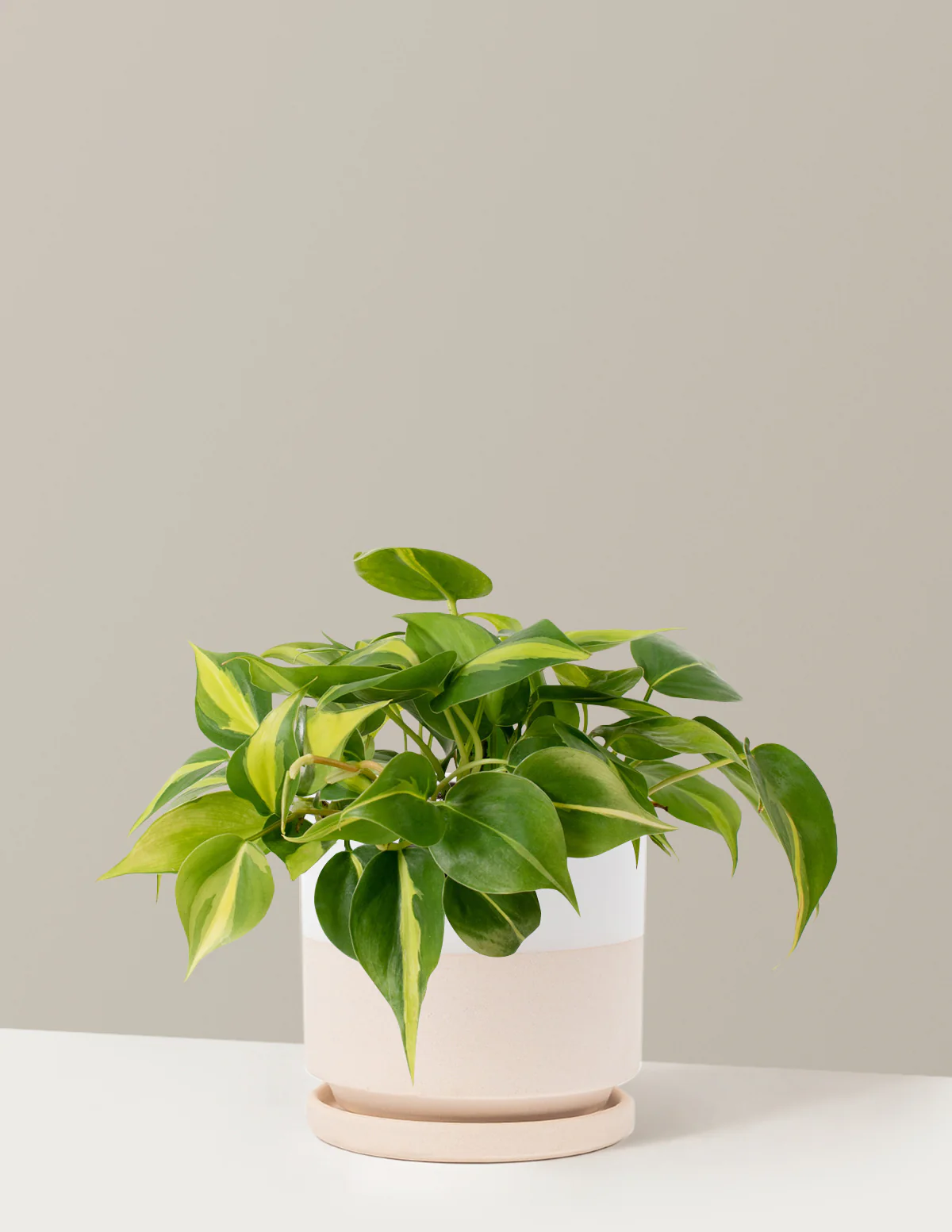 Philodendron Brasil - Image 11