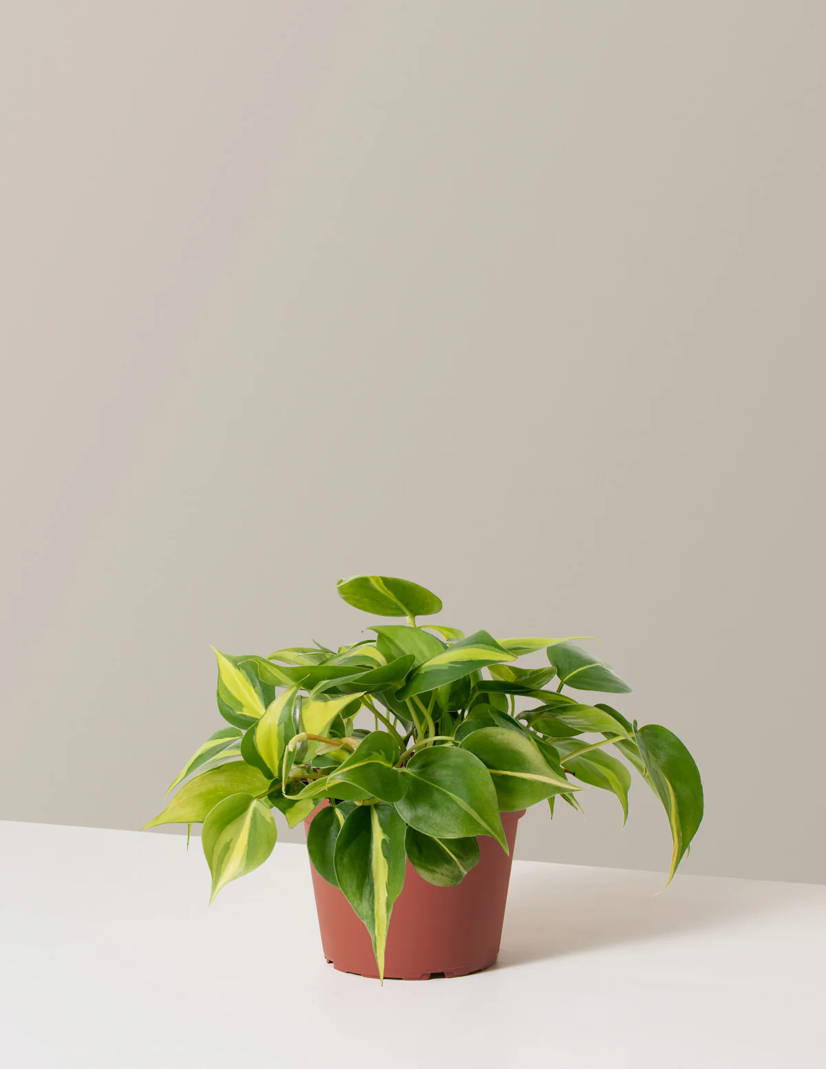 Philodendron Brasil - Image 12