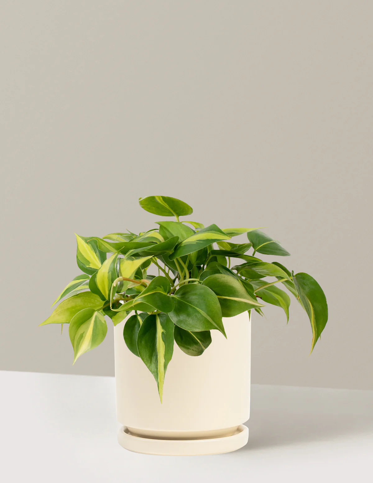Philodendron Brasil - Image 13