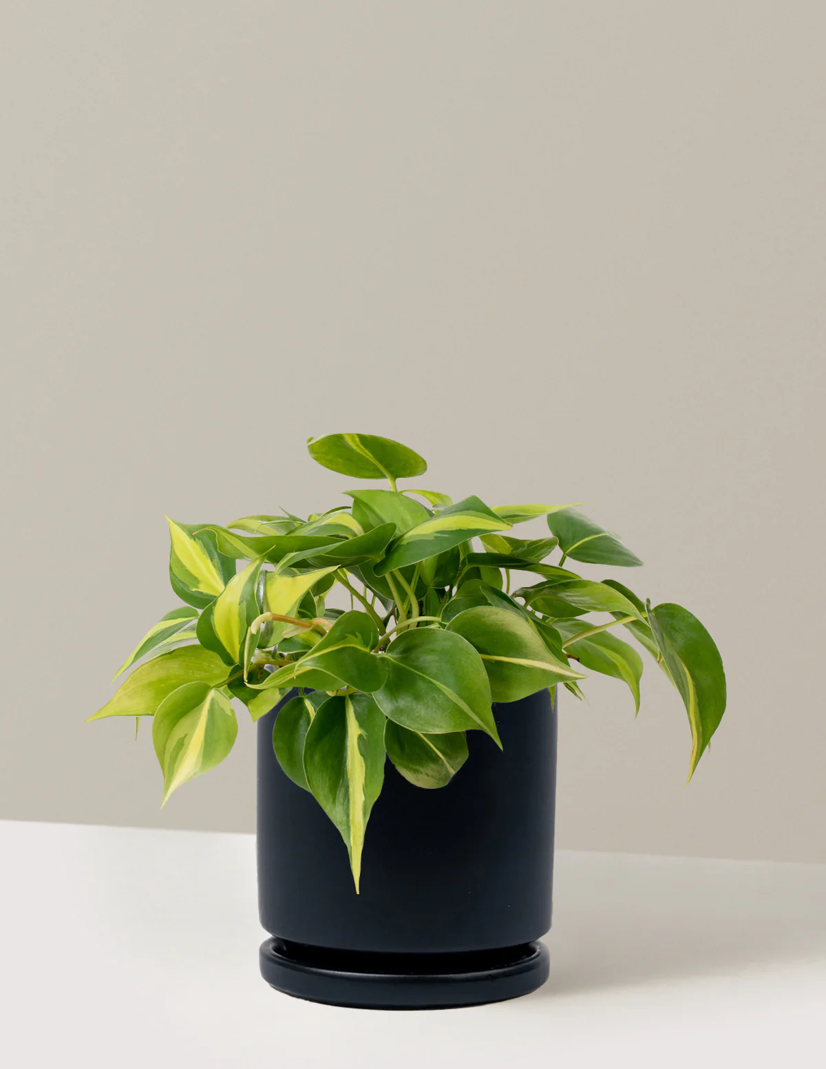 Philodendron Brasil - Image 14
