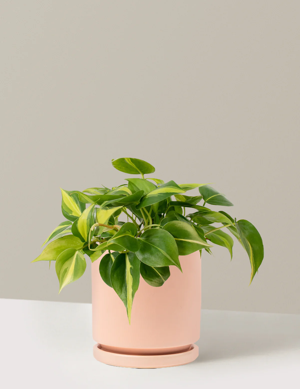 Philodendron Brasil - Image 15