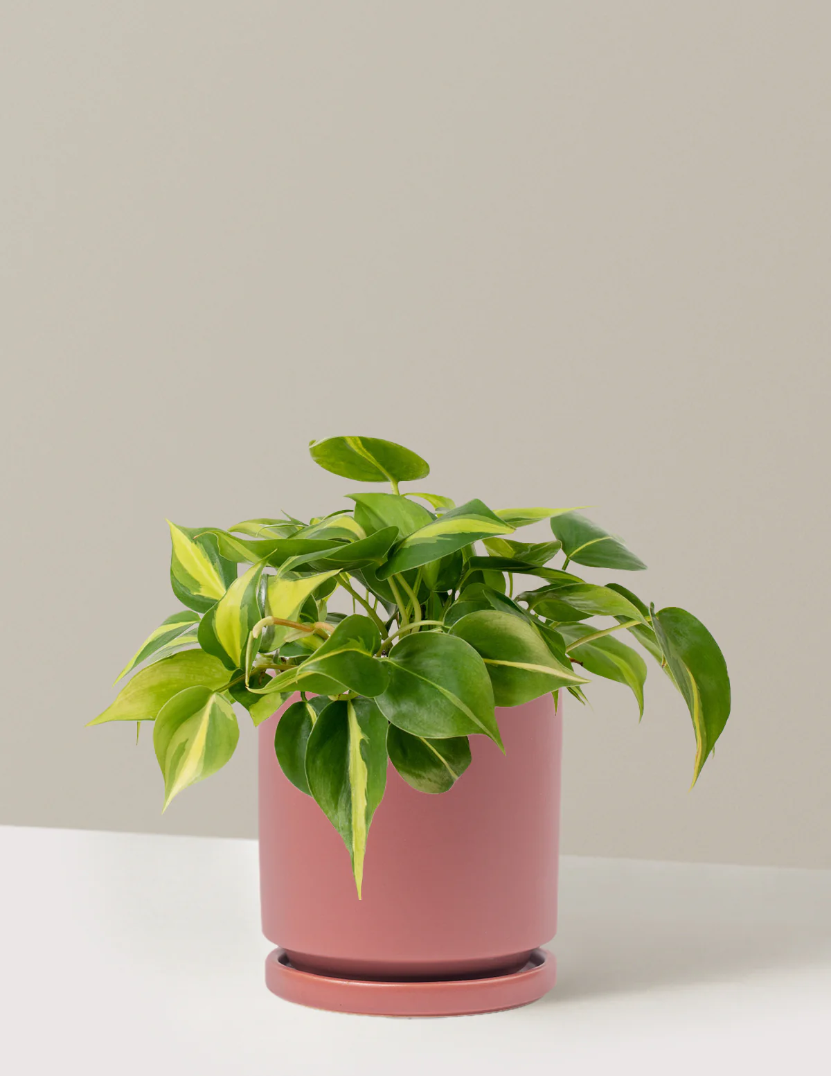 Philodendron Brasil - Image 16