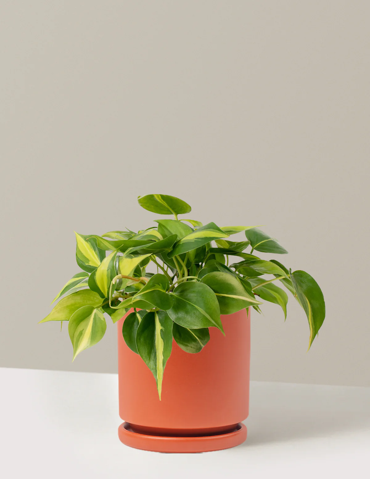 Philodendron Brasil - Image 17