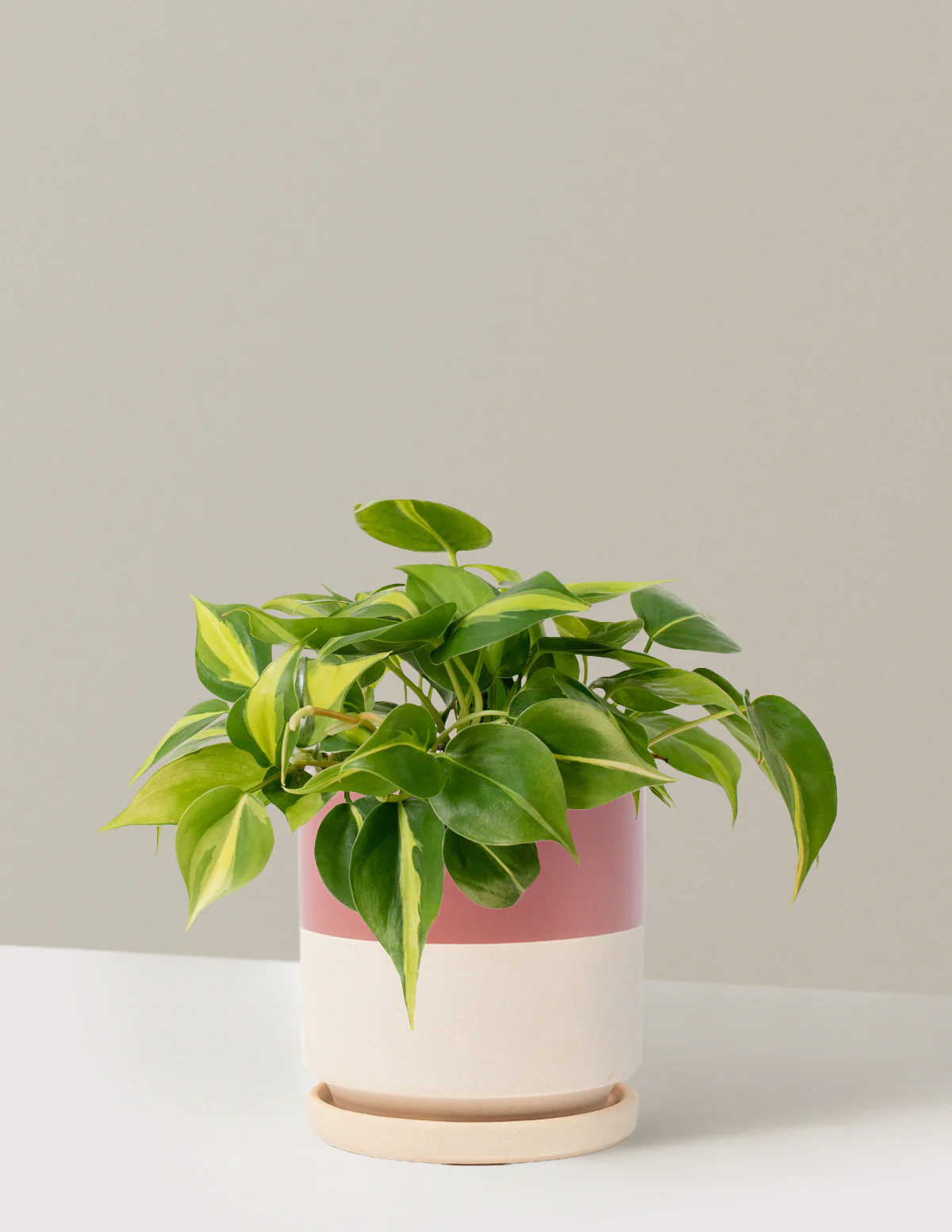 Philodendron Brasil - Image 18