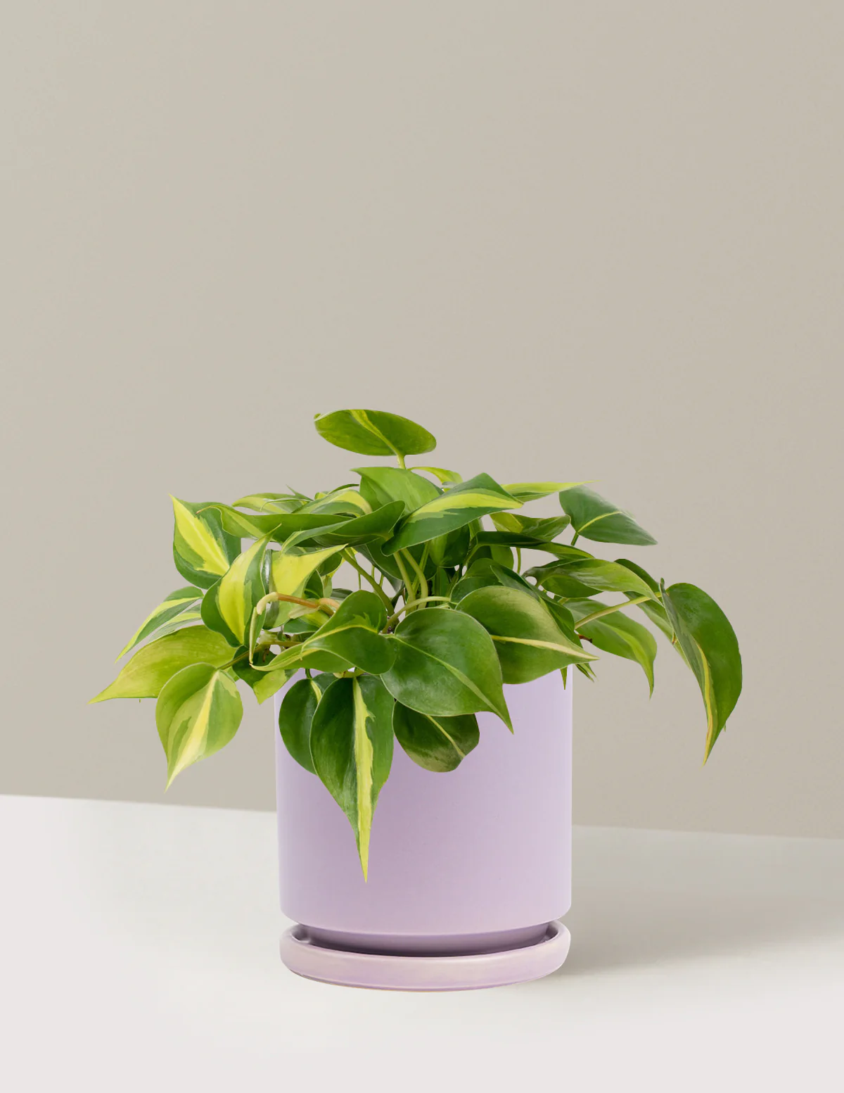 Philodendron Brasil - Image 19