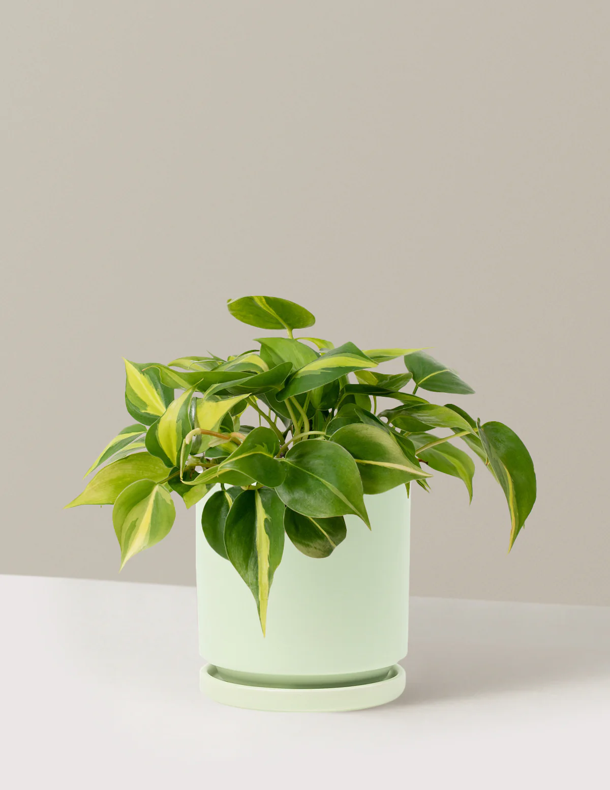 Philodendron Brasil - Image 20