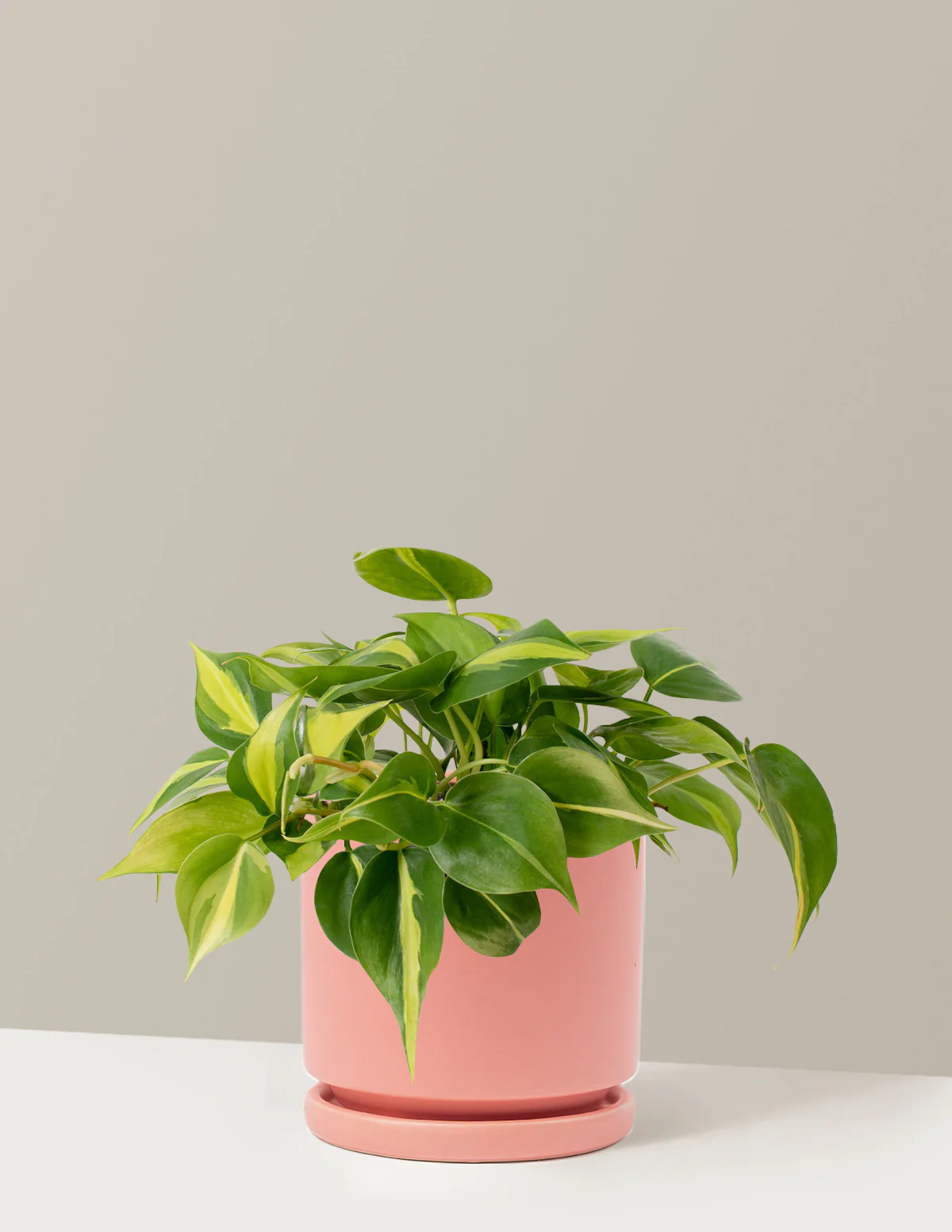 Philodendron Brasil - Image 21