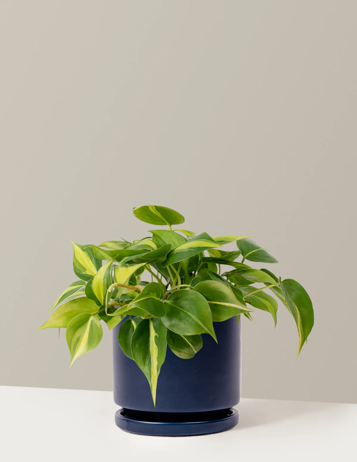 Philodendron Brasil - Image 3