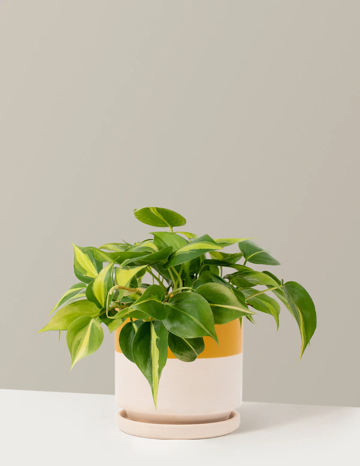 Philodendron Brasil - Image 4