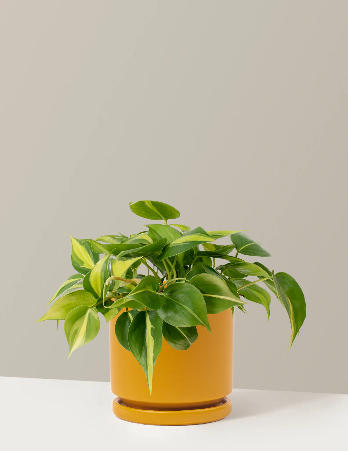 Philodendron Brasil - Image 5