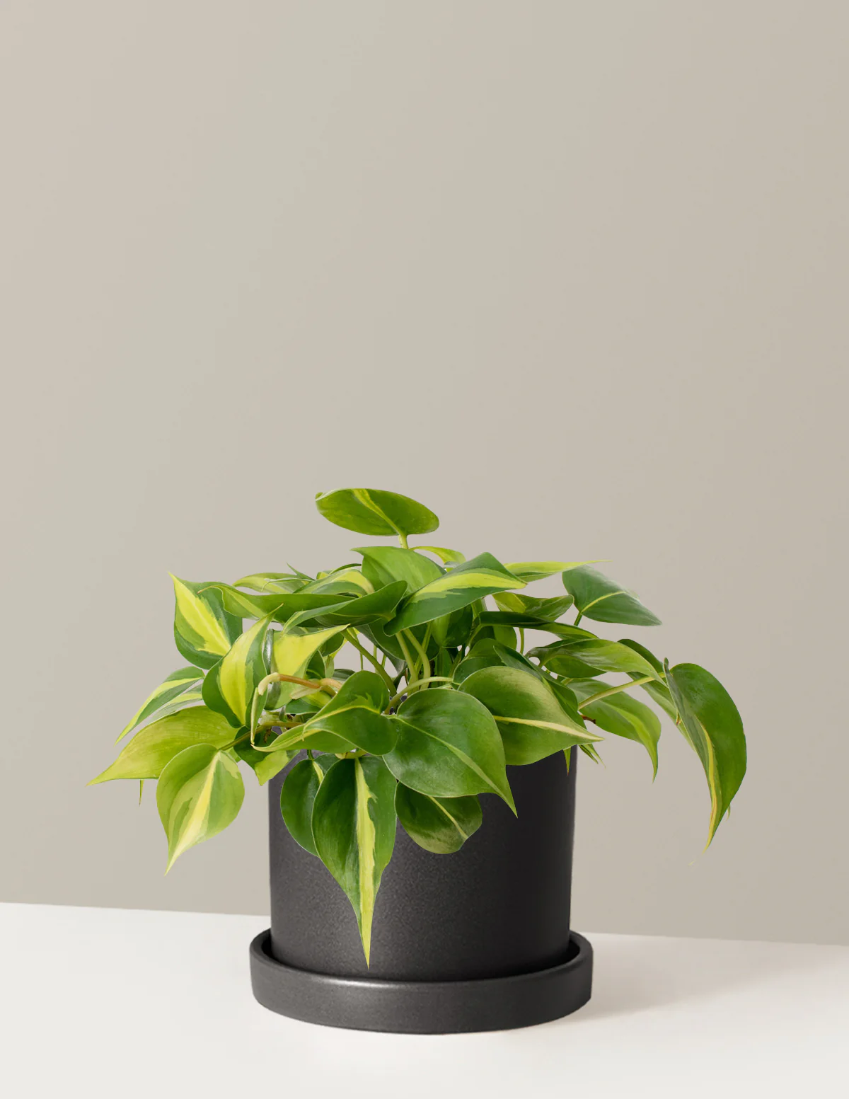 Philodendron Brasil - Image 6