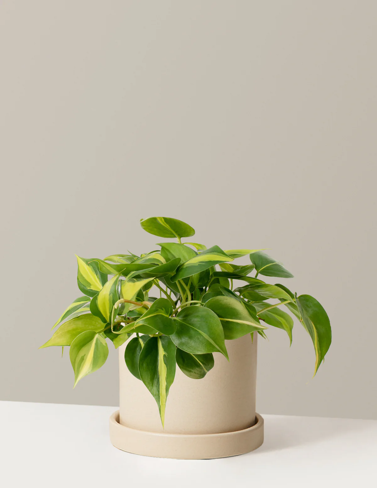 Philodendron Brasil - Image 7
