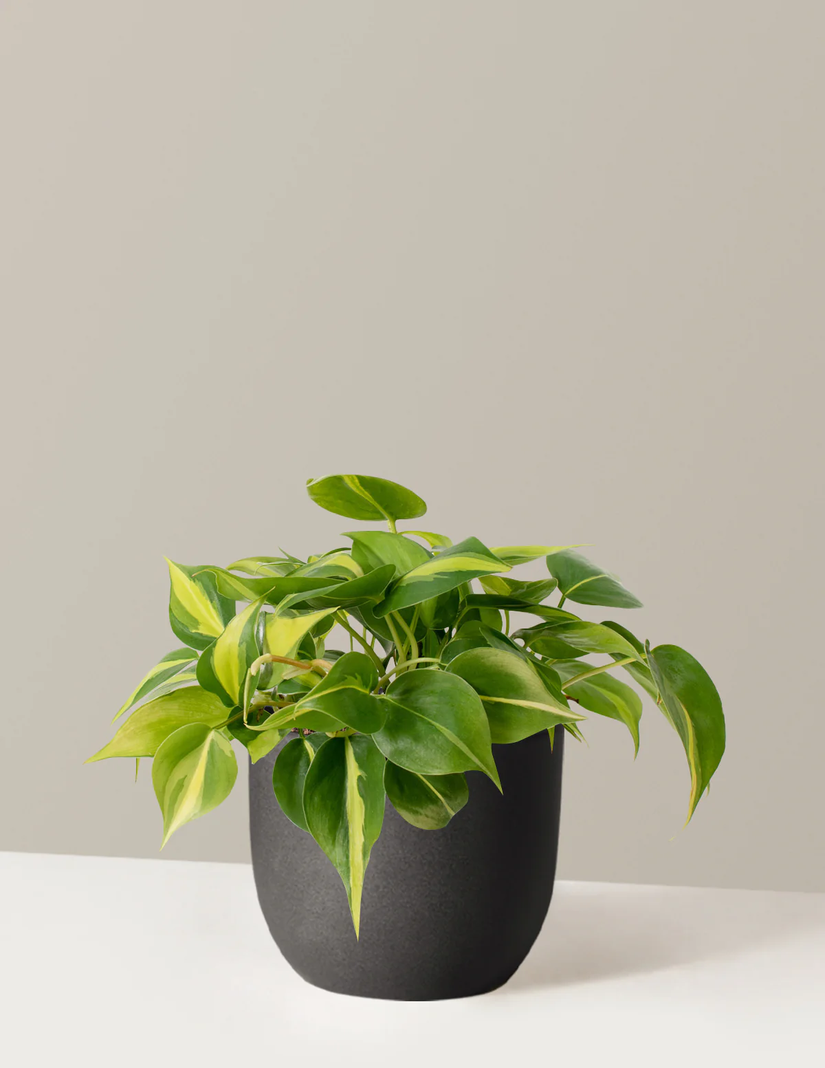 Philodendron Brasil - Image 8