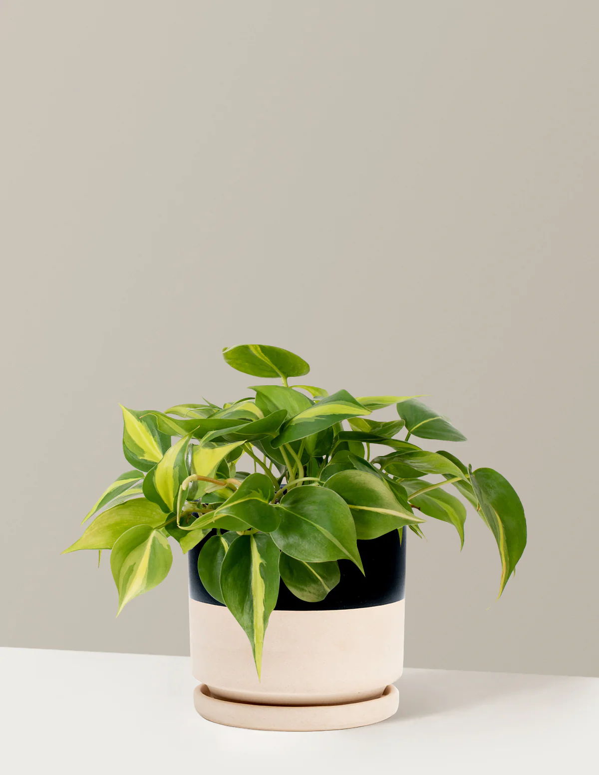 Philodendron Brasil - Image 9