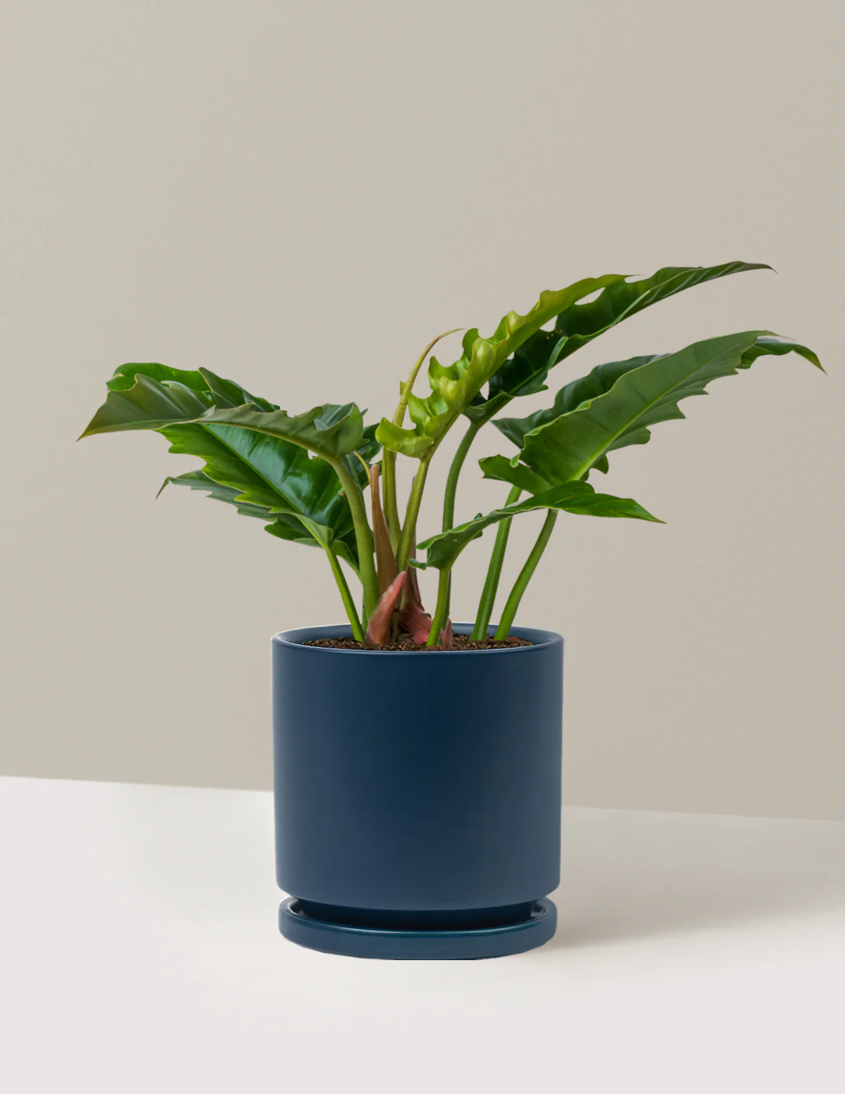 Philodendron Jungle Boogie - Image 22
