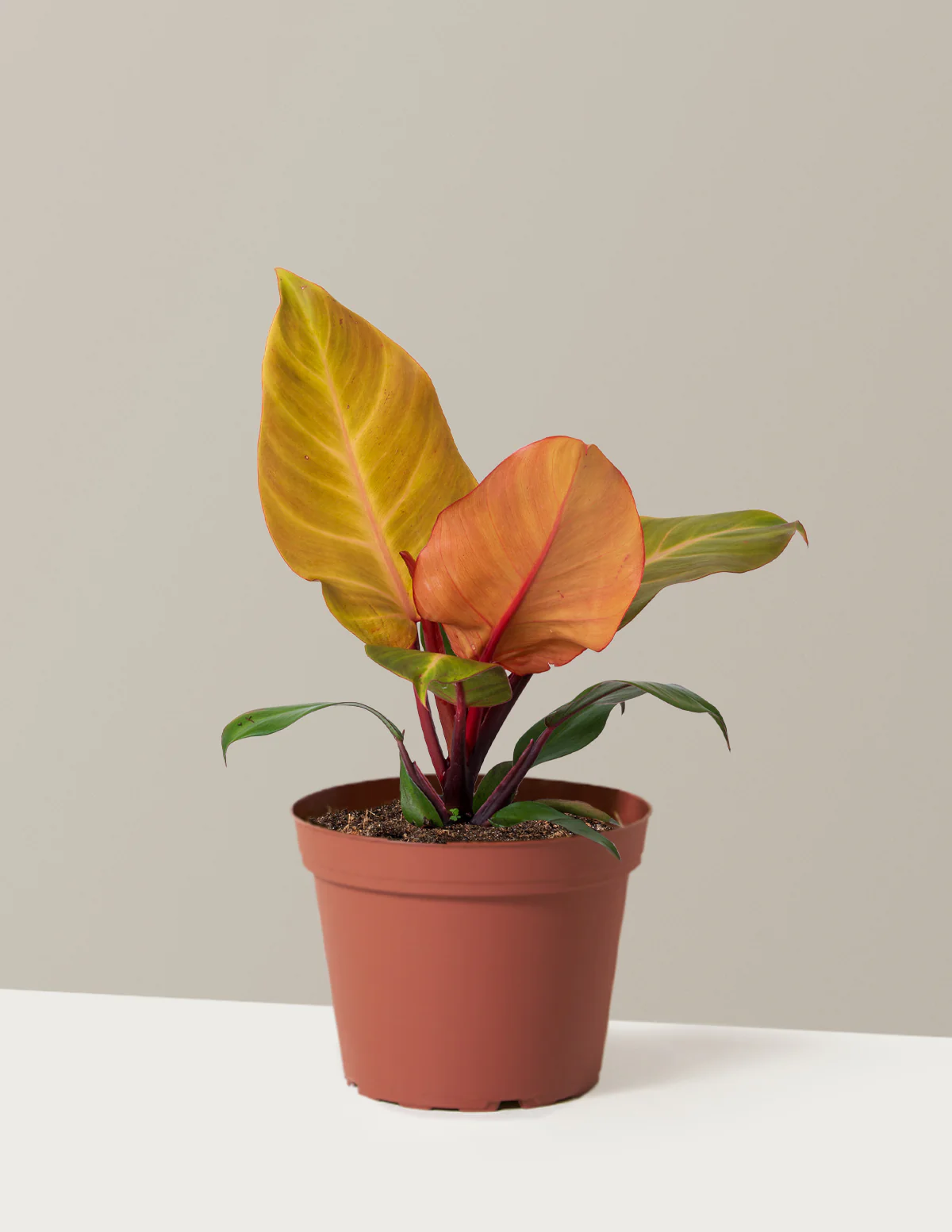 Philodendron McColley’s Finale - Image 8