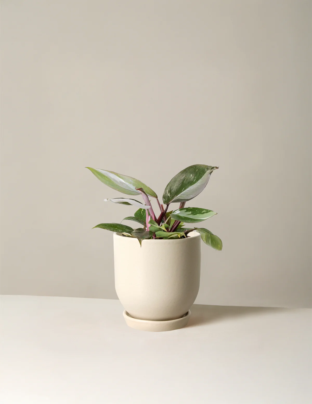 Philodendron Red Anderson - Image 10