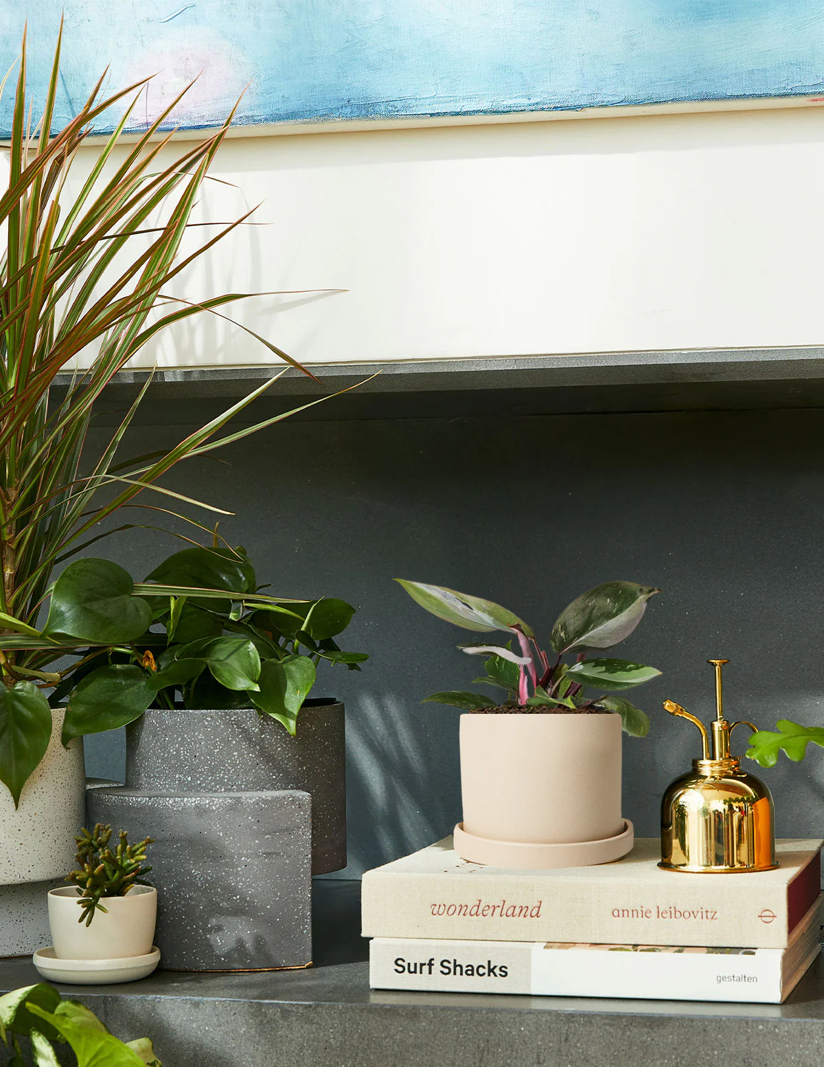 Philodendron Red Anderson - Image 3