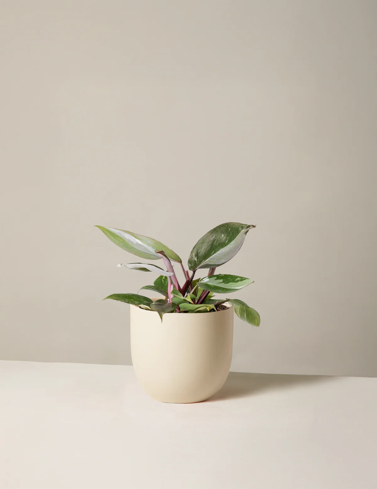 Philodendron Red Anderson - Image 4