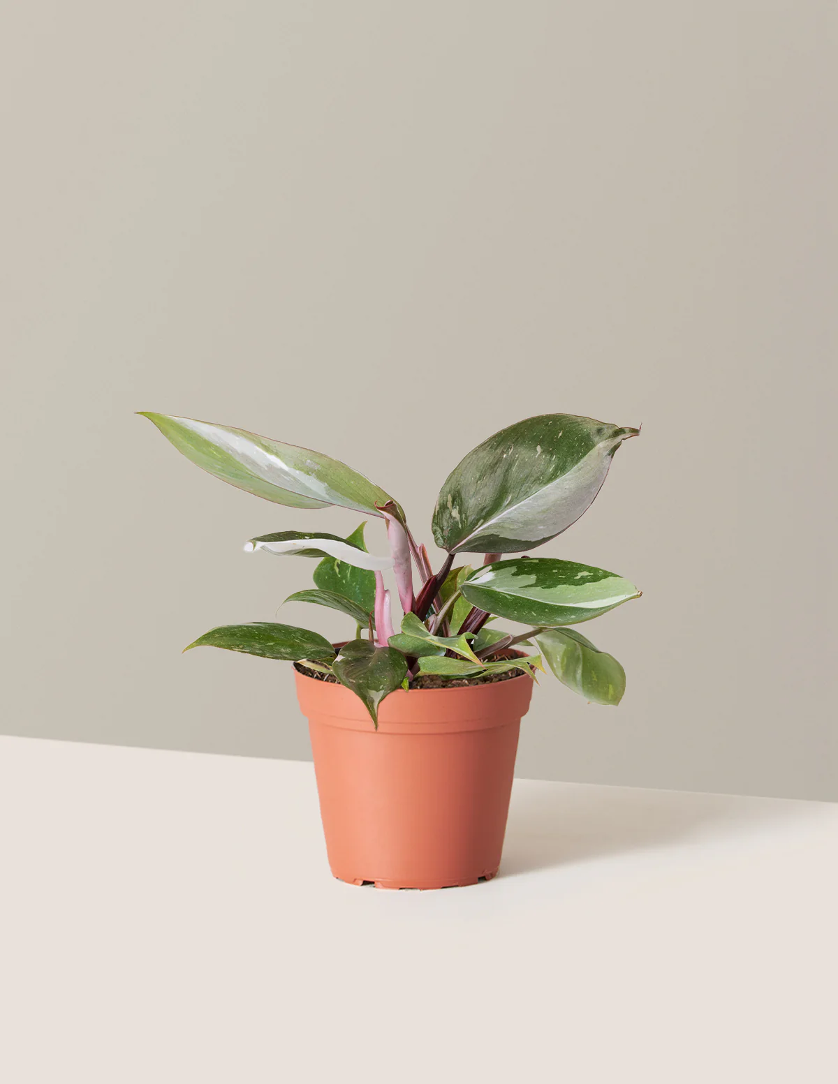 Philodendron Red Anderson - Image 5