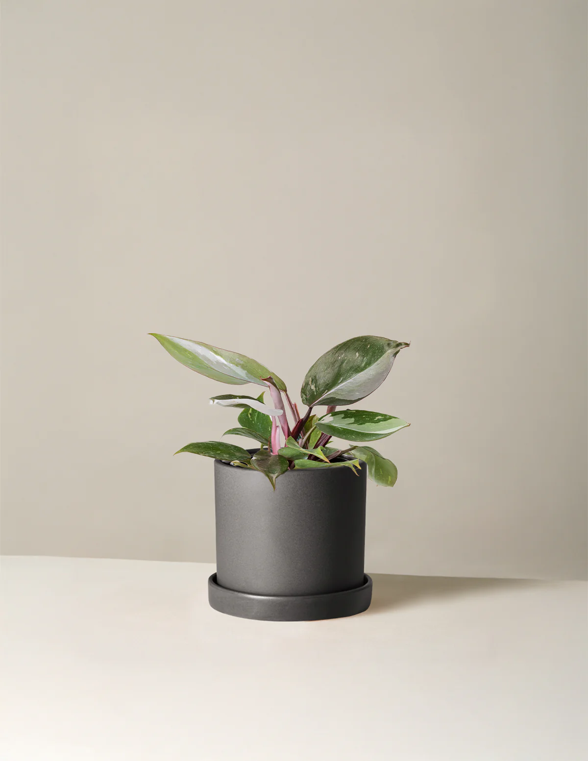 Philodendron Red Anderson - Image 6