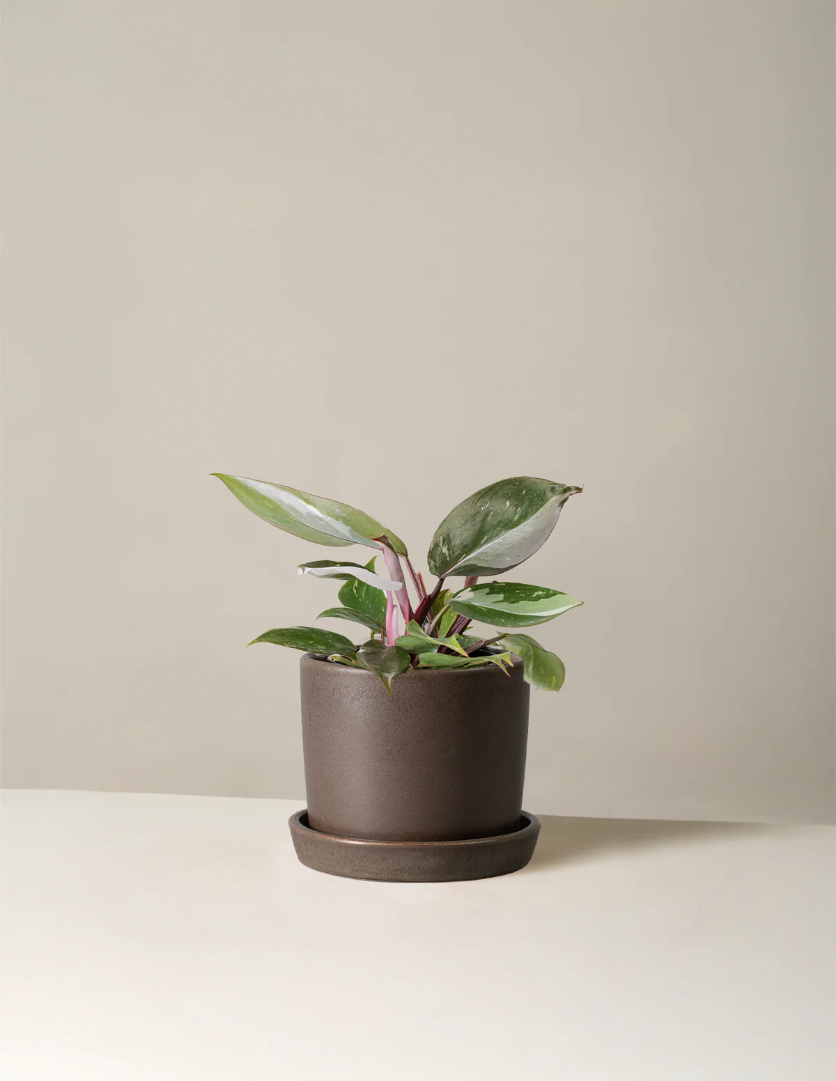 Philodendron Red Anderson - Image 8