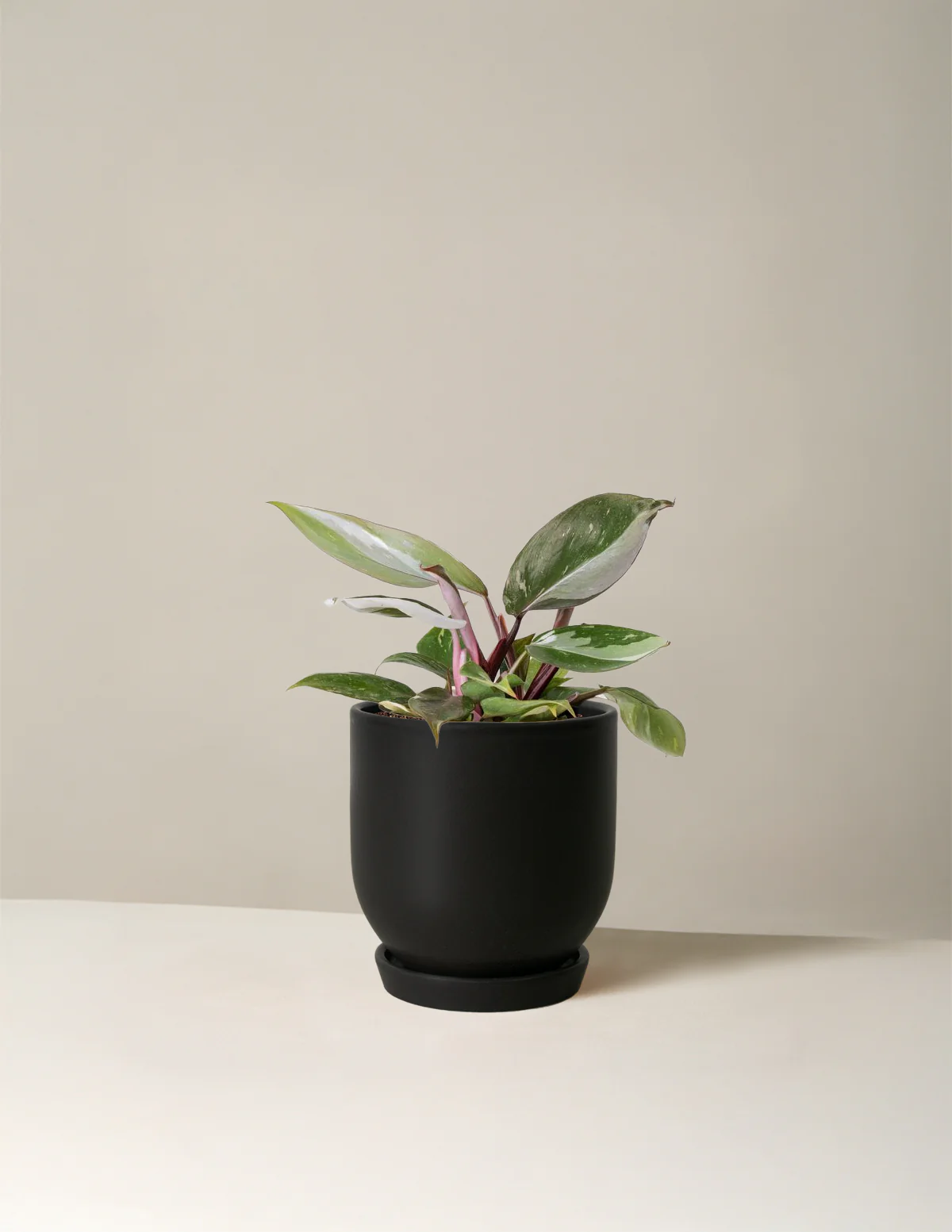 Philodendron Red Anderson - Image 9