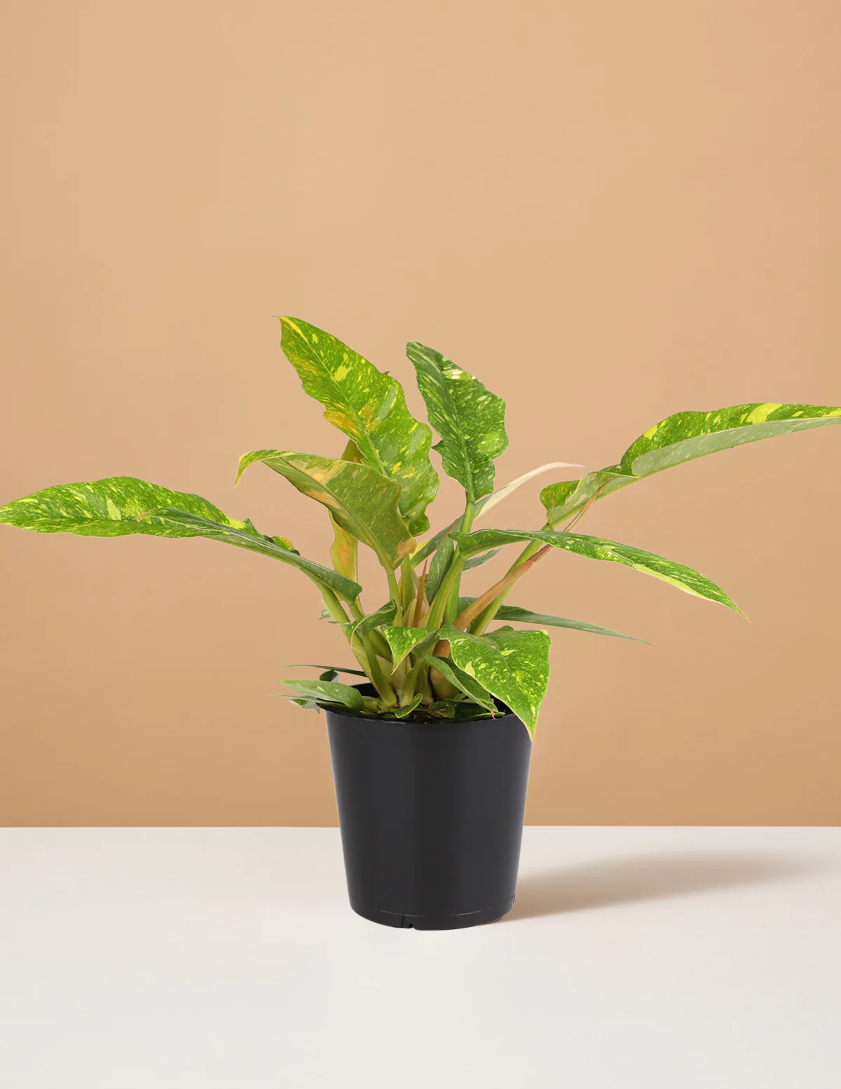Philodendron Ring of Fire - Image 10