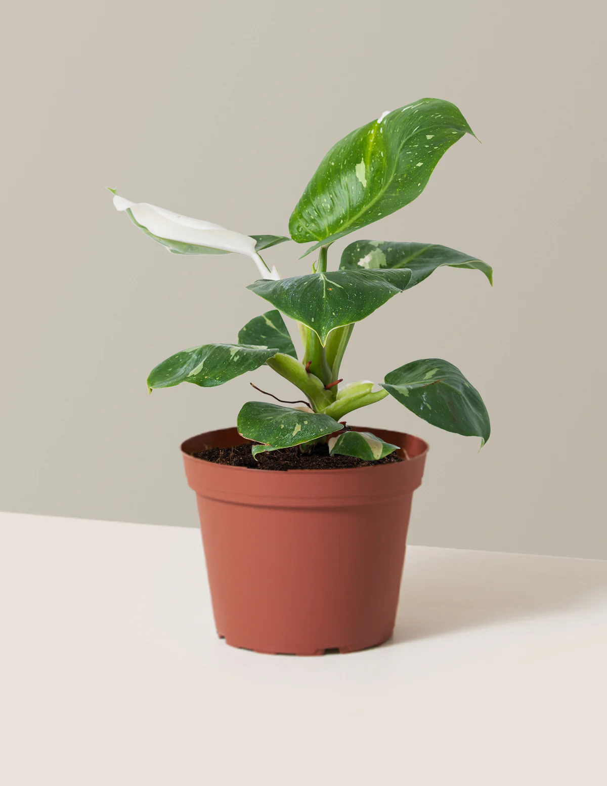 Philodendron White Knight - Image 11