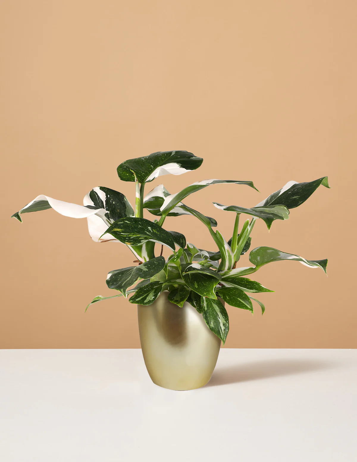 Philodendron White Wizard - Image 4