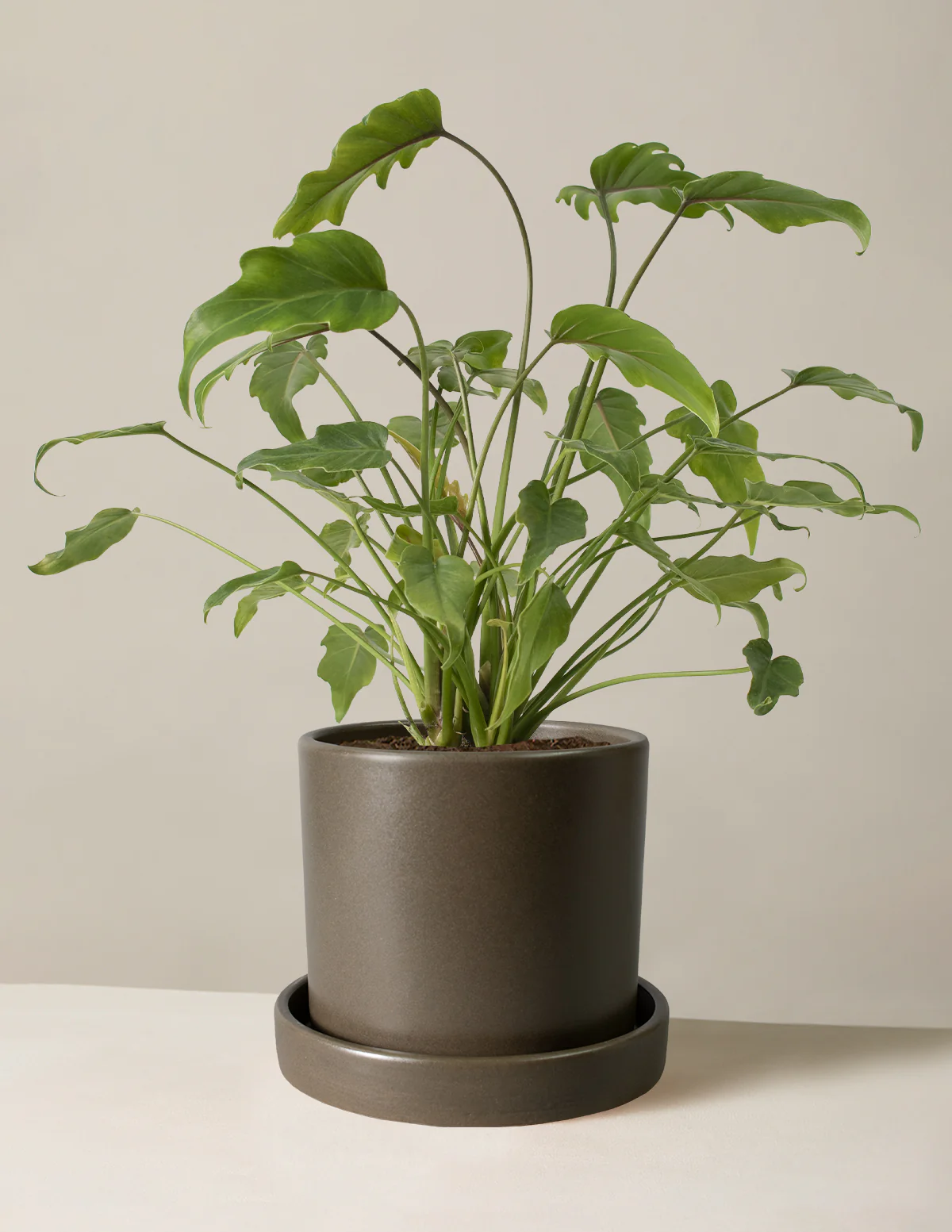 Philodendron Xanadu - Image 3